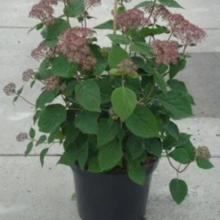 Hortensia (Hydrangea 'Pink Annabelle') -Aanbiedingen Tuin Ziel Winkel 20130214115155 1