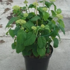 Hortensia (Hydrangea 'Strong Annabelle') 24 Hortensia (Hydrangea 'Strong Annabelle') -Aanbiedingen Tuin Ziel Winkel 20130214115328 1