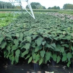 Fluweelhortensia (Hydrangea Aspera 'Macrophylla') -Aanbiedingen Tuin Ziel Winkel 20130214115506 6