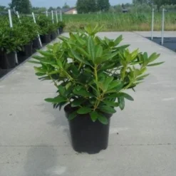 Rhododendron (Rhododendron Catawbiense 'Grandiflorum') 18 Rhododendron (Rhododendron Catawbiense 'Grandiflorum') -Aanbiedingen Tuin Ziel Winkel 20130214153505 13