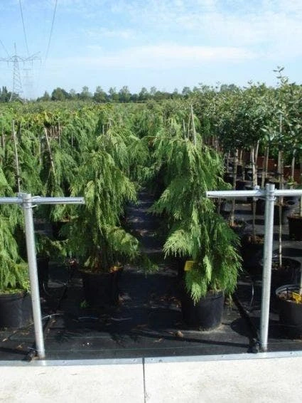 Cypres (Chamaecyparis Nootkatensis 'Pendula') 2 Cypres (Chamaecyparis Nootkatensis 'Pendula') - Afbeelding 2