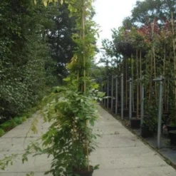 Blauwe Regen (Wisteria Sinensis) -Aanbiedingen Tuin Ziel Winkel 20130215105427 13