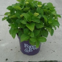 Hortensia Blauw (Hydrangea 'Forever&Ever') 15 Hortensia Blauw (Hydrangea 'Forever&Ever') -Aanbiedingen Tuin Ziel Winkel 20130312215147 1