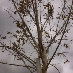 Roze Lagerstroemia Als Boom (Lagerstroemia Indica) -Aanbiedingen Tuin Ziel Winkel 20130522141211 8