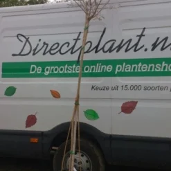 Roze Lagerstroemia Als Boom (Lagerstroemia Indica) -Aanbiedingen Tuin Ziel Winkel 20130522141225 8