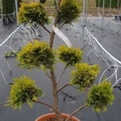 Cupressocyparis Als Bonsai (Cupressocyparis Leylandii 'Gold Rider')