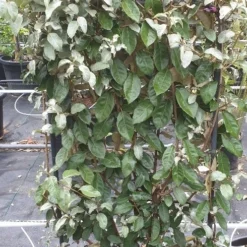 Olijfwilg Als Leivorm (Elaeagnus Ebbingei) 19 Olijfwilg Als Leivorm (Elaeagnus Ebbingei) -Aanbiedingen Tuin Ziel Winkel 20190501 114514 resized