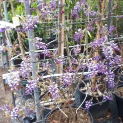 Blauwe Regen Als Leivorm (Wisteria Brachybotrys 'Yokohama Fuji')