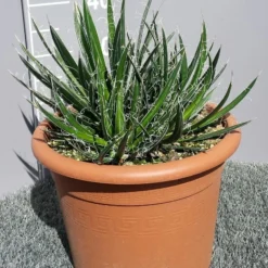 Winterharde Agave (Agave Shidigera) 6 Winterharde Agave (Agave Shidigera) -Aanbiedingen Tuin Ziel Winkel 20190628 114010 resized