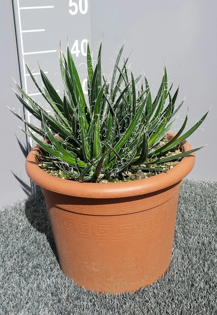 Winterharde Agave (Agave Shidigera) 3 Winterharde Agave (Agave Shidigera) - Afbeelding 3