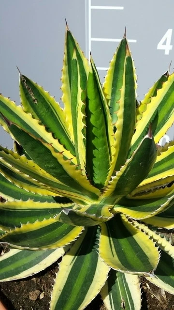 Winterharde Agave (Agave Lophanta 'Quadricolor') 1 Winterharde Agave (Agave Lophanta 'Quadricolor')