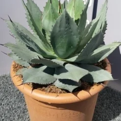 Winterharde Agave (Agave Ovalifolia) 7 Winterharde Agave (Agave Ovalifolia) -Aanbiedingen Tuin Ziel Winkel 20190628 114503 resized