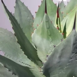 Winterharde Agave (Agave Ovalifolia) 6 Winterharde Agave (Agave Ovalifolia) -Aanbiedingen Tuin Ziel Winkel 20190628 114523 resized