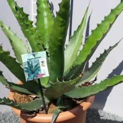 Winterharde Agave (Agave 'Gentryi Jaws') -Aanbiedingen Tuin Ziel Winkel 20190628 114610 resized