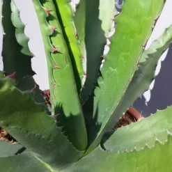 Winterharde Agave (Agave 'Gentryi Jaws') -Aanbiedingen Tuin Ziel Winkel 20190628 114632 resized