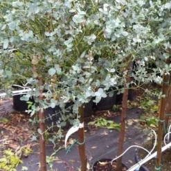 Eucalyptus Op Stam (Eucalyptus Gunnii) 8 Eucalyptus Op Stam (Eucalyptus Gunnii) -Aanbiedingen Tuin Ziel Winkel 20190712 152539