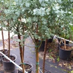 Eucalyptus Op Stam (Eucalyptus Gunnii) 9 Eucalyptus Op Stam (Eucalyptus Gunnii) -Aanbiedingen Tuin Ziel Winkel 20190712 152604
