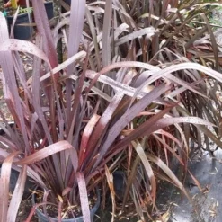 Nieuw Zeelands Vlas (Phormium Tenax 'Purpureum') 13 Nieuw Zeelands Vlas (Phormium Tenax 'Purpureum') -Aanbiedingen Tuin Ziel Winkel 20190712 152646