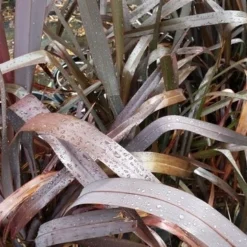 Nieuw Zeelands Vlas (Phormium Tenax 'Purpureum') 15 Nieuw Zeelands Vlas (Phormium Tenax 'Purpureum') -Aanbiedingen Tuin Ziel Winkel 20190712 152706