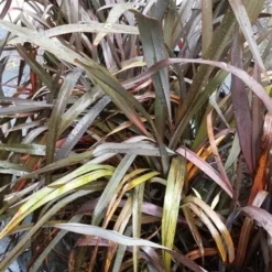 Nieuw Zeelands Vlas (Phormium Tenax 'Purpureum') 14 Nieuw Zeelands Vlas (Phormium Tenax 'Purpureum') -Aanbiedingen Tuin Ziel Winkel 20190712 152733