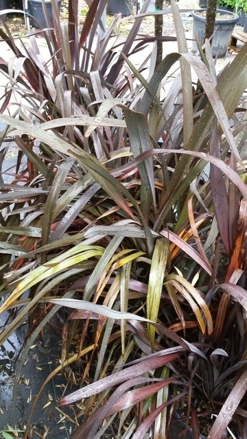 Nieuw Zeelands Vlas (Phormium Tenax 'Purpureum') 7 Nieuw Zeelands Vlas (Phormium Tenax 'Purpureum') - Afbeelding 7