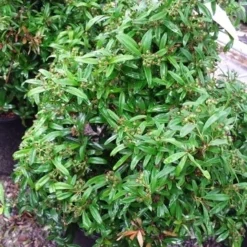 Vuurdoorn Als Bol (Pyracantha 'Navaho') -Aanbiedingen Tuin Ziel Winkel 20190712 153414