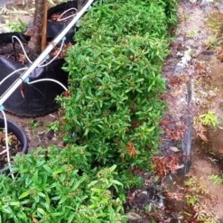 Vuurdoorn Als Bol (Pyracantha 'Navaho') -Aanbiedingen Tuin Ziel Winkel 20190712 153510