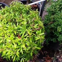 Vuurdoorn Als Bol (Pyracantha 'Navaho') -Aanbiedingen Tuin Ziel Winkel 20190712 153519