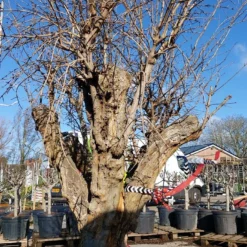 Granaatappel Als Solitair (Punica Granatum) 14 Granaatappel Als Solitair (Punica Granatum) -Aanbiedingen Tuin Ziel Winkel 20220217 110658