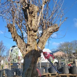 Granaatappel Als Solitair (Punica Granatum) 12 Granaatappel Als Solitair (Punica Granatum) -Aanbiedingen Tuin Ziel Winkel 20220217 110708