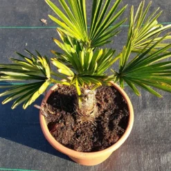 Winterharde Palm (Trachycarpus Wagnerianus) -Aanbiedingen Tuin Ziel Winkel 20220217 112423