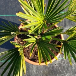 Winterharde Palm (Trachycarpus Wagnerianus) -Aanbiedingen Tuin Ziel Winkel 20220217 112447