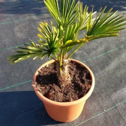 Winterharde Palm (Trachycarpus Wagnerianus) -Aanbiedingen Tuin Ziel Winkel 20220217 112456