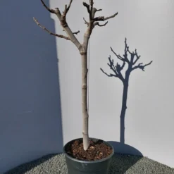 Vijg Op Stam (Ficus Carica) -Aanbiedingen Tuin Ziel Winkel 20220223 125904 1