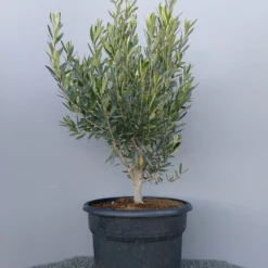 Olijf Als Struik (Olea Europaea) 22 Olijf Als Struik (Olea Europaea) -Aanbiedingen Tuin Ziel Winkel 20220223 132609