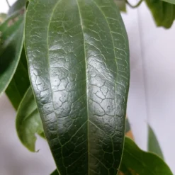 Groenblijvende Clematis (Clematis Armandii 'Hendersonii Rubra') 5 Groenblijvende Clematis (Clematis Armandii 'Hendersonii Rubra') -Aanbiedingen Tuin Ziel Winkel 20220613 162250