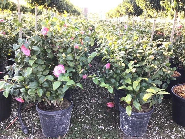 Camelia (Camellia Japonica 'Marie Bracey') 2 Camelia (Camellia Japonica 'Marie Bracey') - Afbeelding 2