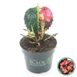 Hortensia (Hydrangea Black Diamonds Dark Angel) -Aanbiedingen Tuin Ziel Winkel 3 4