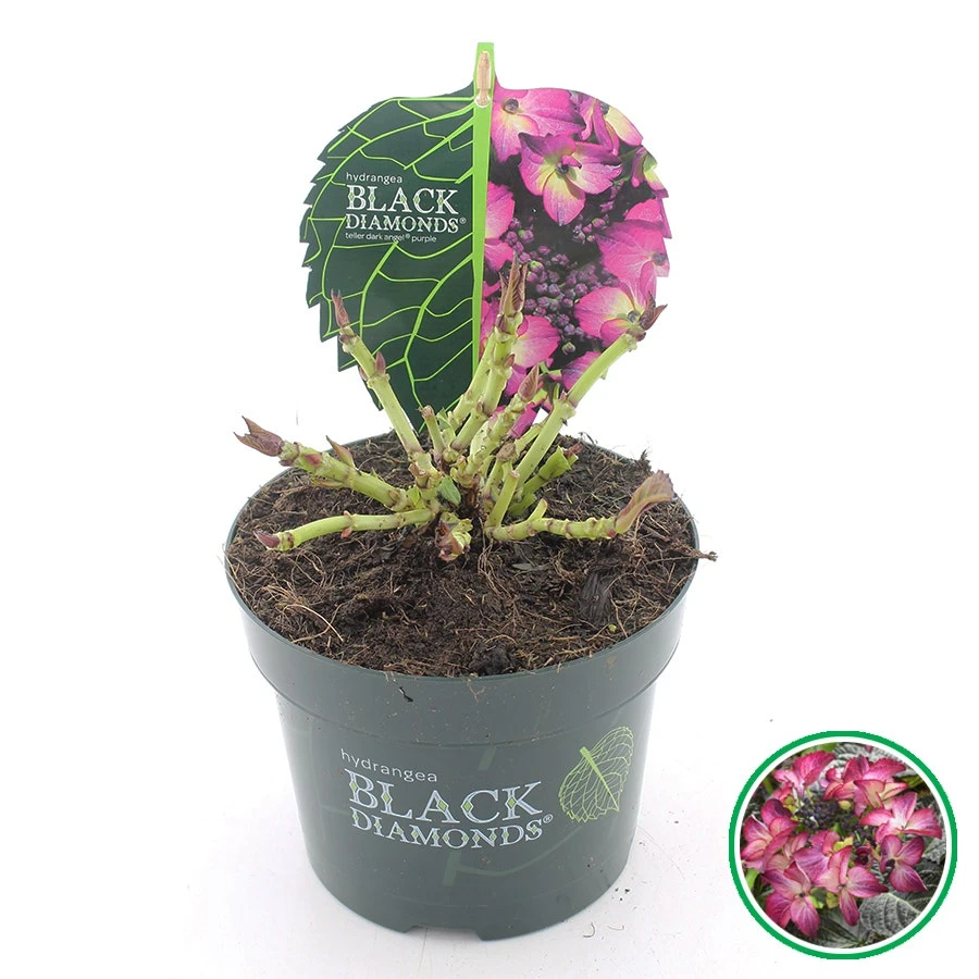 Hortensia (Hydrangea Black Diamonds Dark Angel Purple) 2 Hortensia (Hydrangea Black Diamonds Dark Angel Purple) - Afbeelding 2