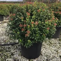 Sneeuwbal Als Bolvorm (Viburnum Tinus 'Eve Price') 7 Sneeuwbal Als Bolvorm (Viburnum Tinus 'Eve Price') -Aanbiedingen Tuin Ziel Winkel 6070
