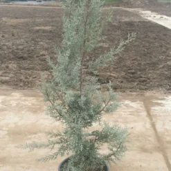 Cipres (Cupressus Arizonica 'Glauca') -Aanbiedingen Tuin Ziel Winkel 7888f186 82df 40f0 a6e3 5c48ccda9904