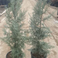 Cipres (Cupressus Arizonica 'Glauca') -Aanbiedingen Tuin Ziel Winkel 94d98ecf eeaf 4488 bd36 6b6bea13f39a