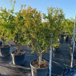 Granaatappel Als Solitair (Punica Granatum) 19 Granaatappel Als Solitair (Punica Granatum) -Aanbiedingen Tuin Ziel Winkel 9f2e2d79 4476 41bd a214 0070b1656e3a