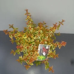 Abelia (Abelia Grandiflora 'Kaleidoscope') 15 Abelia (Abelia Grandiflora 'Kaleidoscope') -Aanbiedingen Tuin Ziel Winkel abelia gr. kaleidoscope