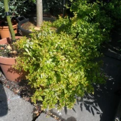 Abelia (Abelia Grandiflora 'Kaleidoscope') 17 Abelia (Abelia Grandiflora 'Kaleidoscope') -Aanbiedingen Tuin Ziel Winkel abelia grandiflora kaleidoscope c10