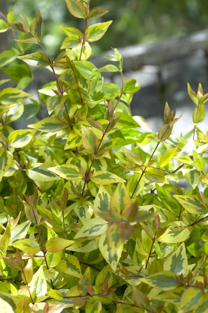 Abelia (Abelia Grandiflora 'Kaleidoscope') 2 Abelia (Abelia Grandiflora 'Kaleidoscope') - Afbeelding 2