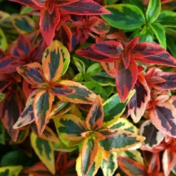 Abelia (Abelia Grandiflora 'Kaleidoscope') 11 Abelia (Abelia Grandiflora 'Kaleidoscope') -Aanbiedingen Tuin Ziel Winkel abgkale abelia kaleidoscope close up foliage