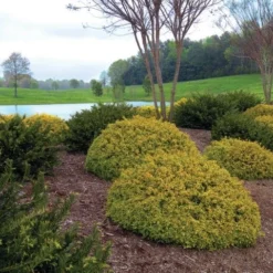 Abelia (Abelia Grandiflora 'Kaleidoscope') 12 Abelia (Abelia Grandiflora 'Kaleidoscope') -Aanbiedingen Tuin Ziel Winkel abgkale abelia kaleidoscope garden 2