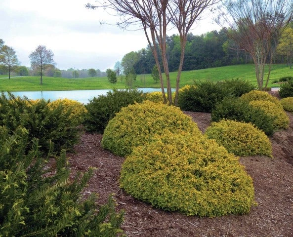 Abelia (Abelia Grandiflora 'Kaleidoscope') 4 Abelia (Abelia Grandiflora 'Kaleidoscope') - Afbeelding 4