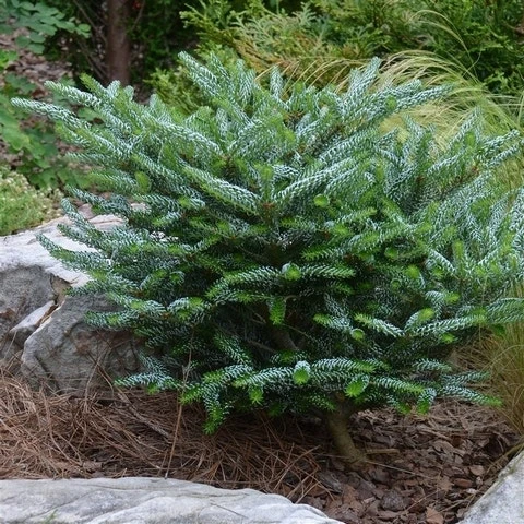 Koreaanse Zilverspar (Abies Koreana 'Silberlocke') 1 Koreaanse Zilverspar (Abies Koreana 'Silberlocke')